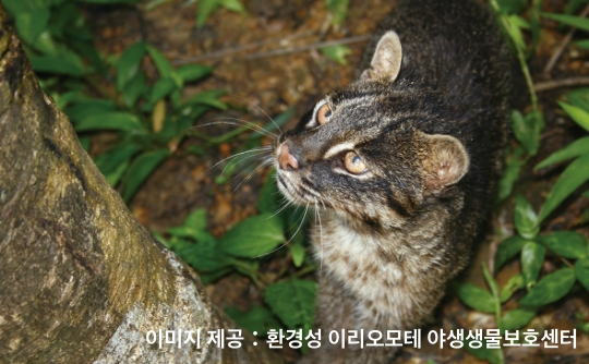 이리오모테 살쾡이(Prionailurus bengalensis iriomotensis)