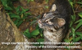 The islands might be extremely small, but they have an abundance of wildlife