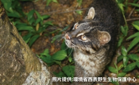 這是因為琉球群島的島嶼面積雖小，卻有許多生物棲息於此